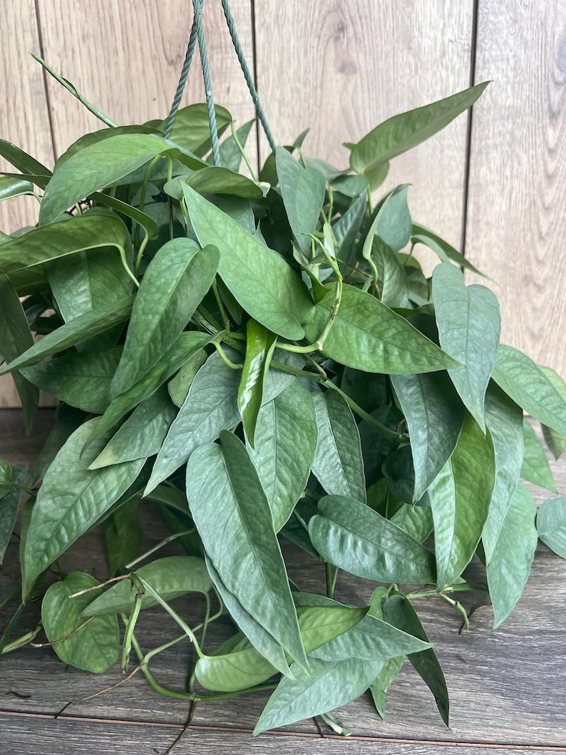 Cebu Blue Pothos Plant in 6" Pot | Scindapsus aureus | Indoor Vining Houseplant