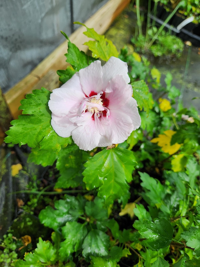 Pink Rose of Sharon Plant - Hibiscus Syriacus in 4" Container - Attracts Hummingbirds & Butterflies