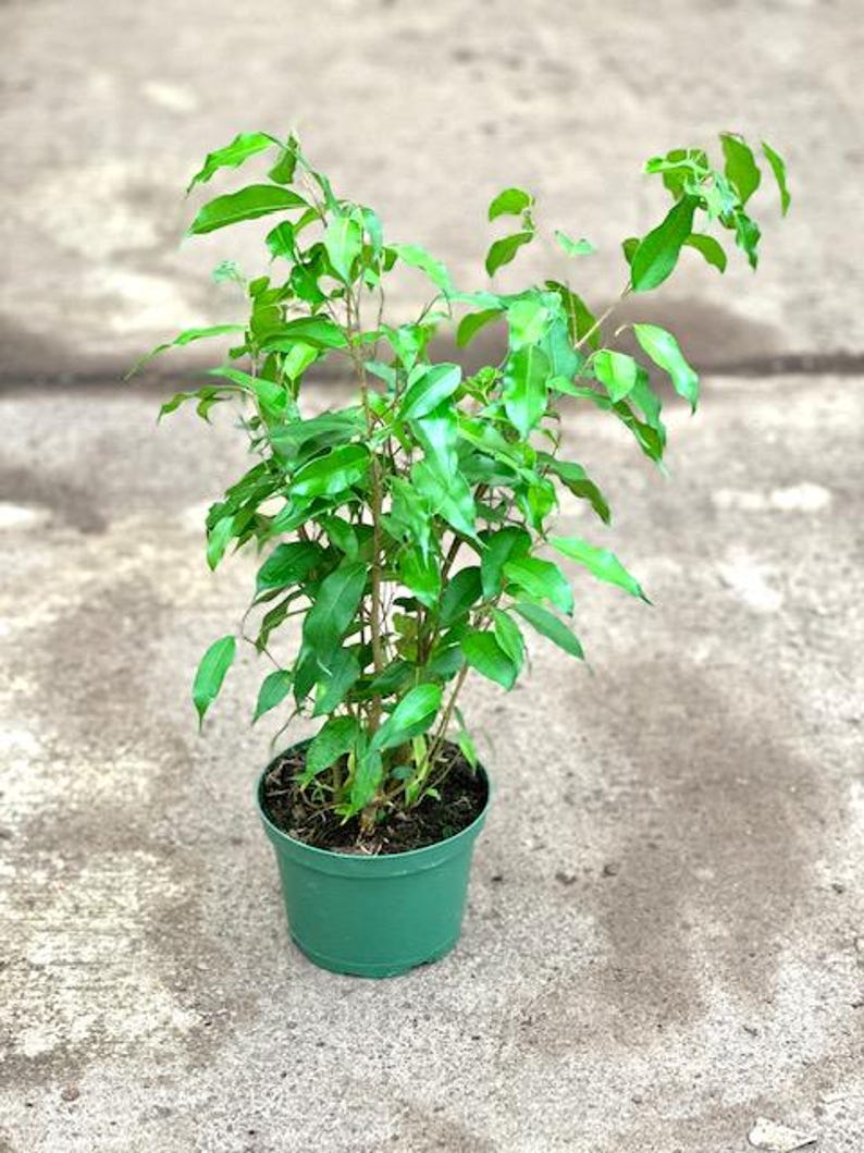 Ficus Benjamina Midnight Indoor Houseplant – 1ft Tall in 6" Pot – Decorative Ficus Tree – Low Maintenance Tropical Plant