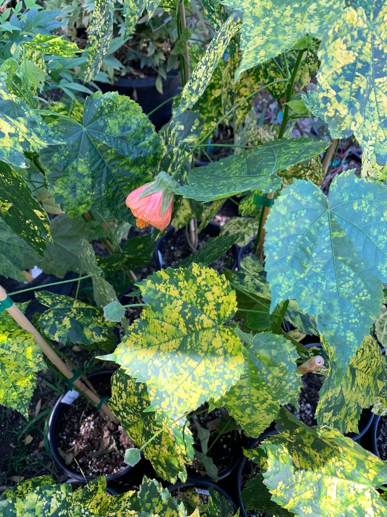 Abutilon ‘Mardi Gras’ Flowering Maple Plant in 6" Pot with Variegated Leaves and Gold, Orange, Pink Flowers