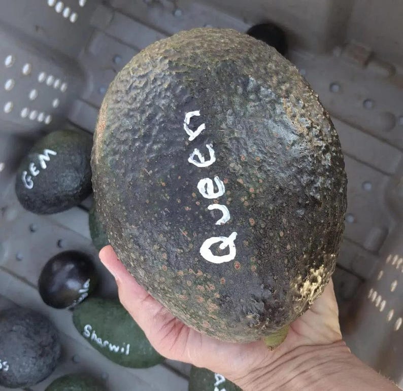 Grafted Queen Avocado Tree - 1 Foot Tall - Persea americana - Indoor Outdoor Plant for Gardening