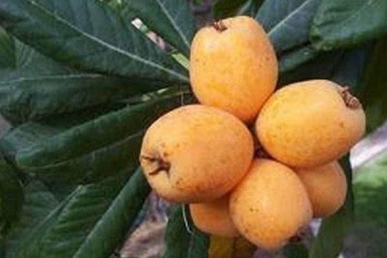 Big Jim Loquat Seedling 2-3 Feet Tall Live Plant in 3 Gal Pot Eriobotrya japonica Fruit Tree