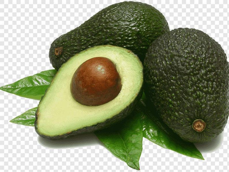 Grafted Avocado Tree - 1ft Tall - Leavens Hass Variety - Container Plant in 6" Pot - Persea americana