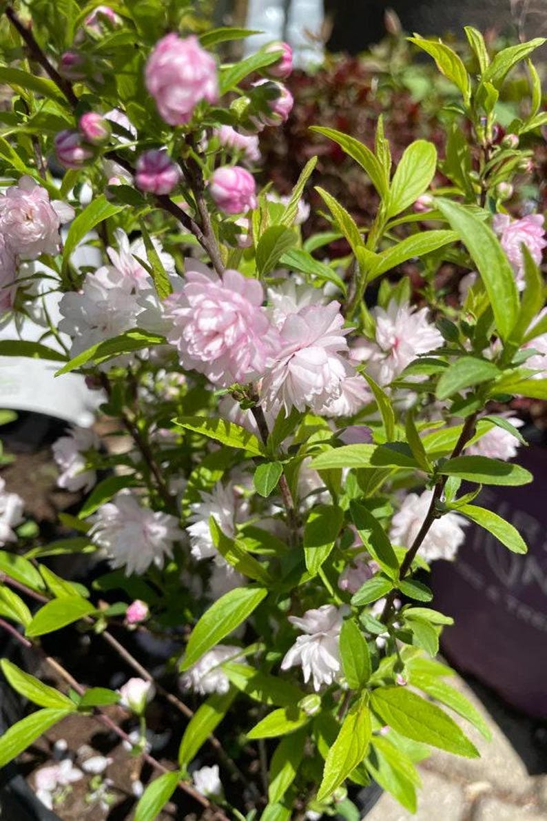 Dwarf Flowering Almond Live Plant 2 ft Prunus glandulosa 'Rosea Plena' in 3-Gallon Pot, Pink Double Flowers, Ornamental Shrub