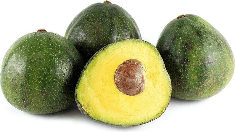 Nabal Avocado Tree - Grafted 1ft Plant - Persea americana - Indoor/Outdoor Small Space Fruit Tree