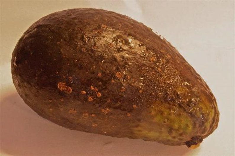 Grafted Avocado Tree 2-3 Feet Tall Sharwi Variety in 3-Gallon Pot for Gardens and Patios