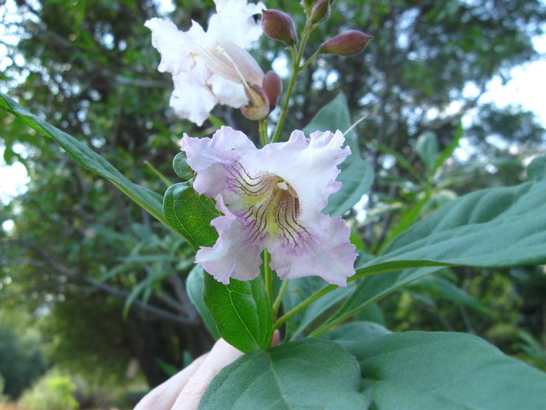 Chitalpa tashkentensis Live Plant in Pot - Morning Cloud Variety, 2-3ft Flowering Tree for Garden, Pollinator Attractant