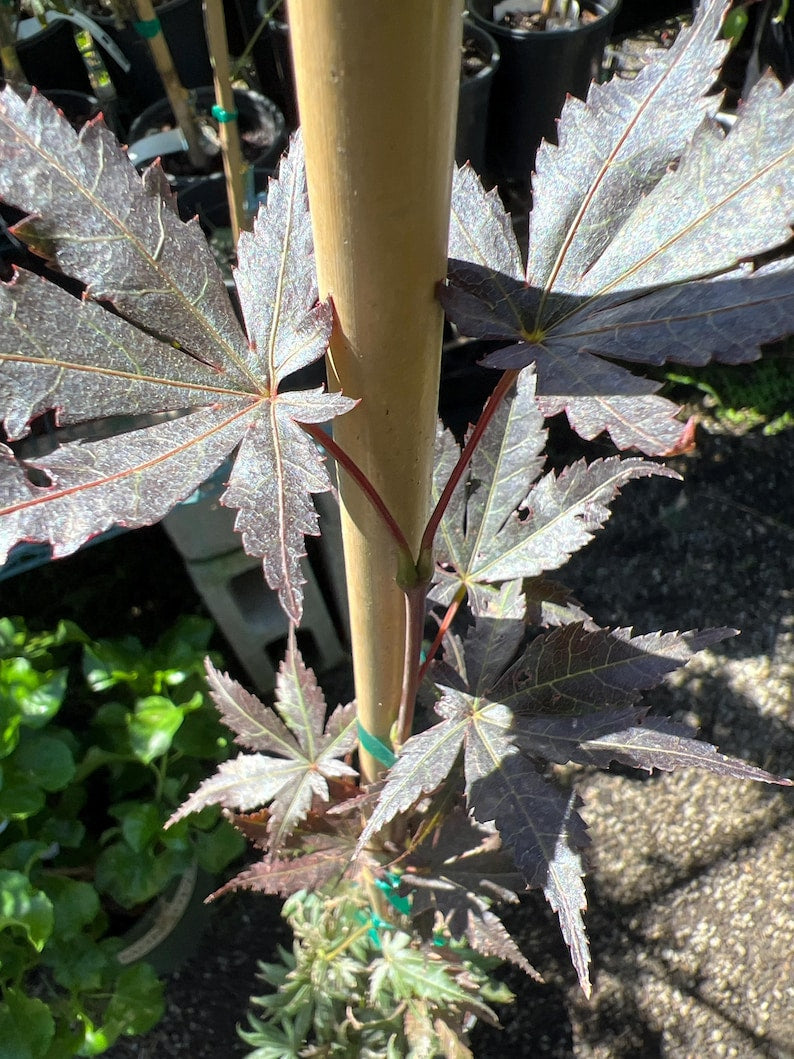 Japanese Maple Live Plant 6" Pot Acer palmatum 'Tronpenburg' with Curved Dragon's Paw Leaves