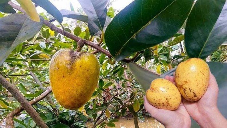 Pond Apple Plant - 6" Pot Annona glabra Tropical Flood-Tolerant Fruit Tree for Wetlands