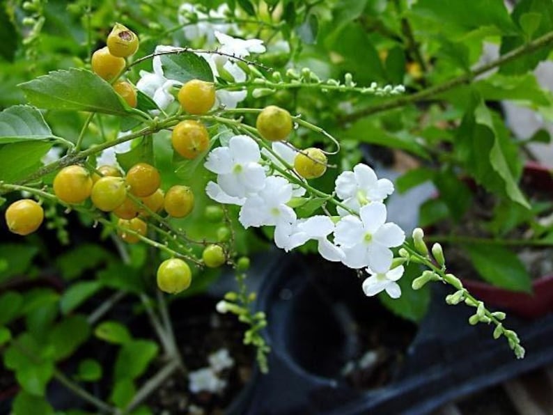 Duranta Live Plant in 6" Pot – White Flowering Duranta erecta – Indoor & Outdoor Decorative Shrub