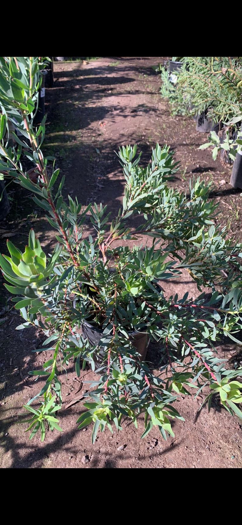 Leucadendron 'Blush' Plant in 1-Gallon Pot | Drought-Tolerant, Bright Red New Growth, Dense Foliage, Garden Shrub
