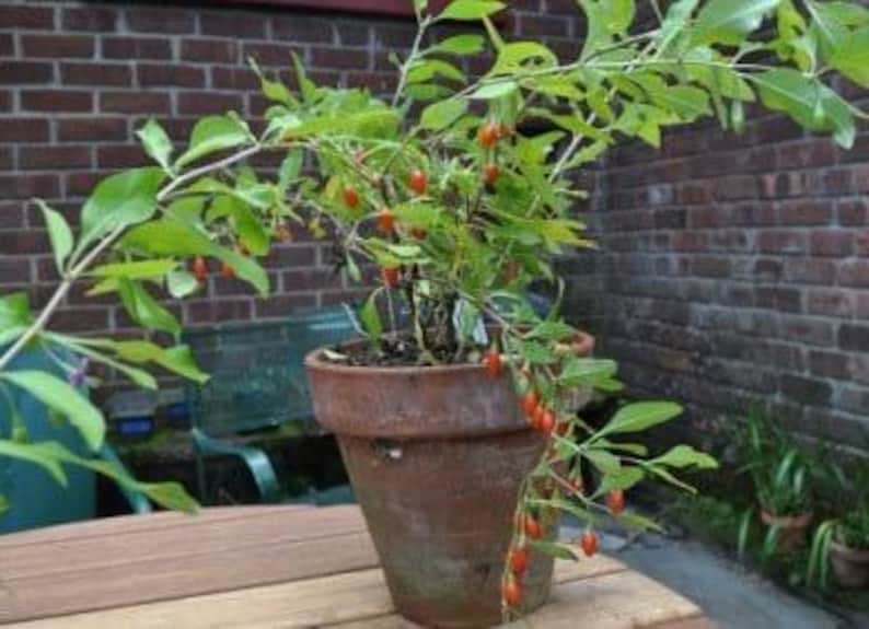 Goji Berries Plant in 6-Inch Pot | Lycium barbarum | Antioxidant Superfruit for Health Benefits