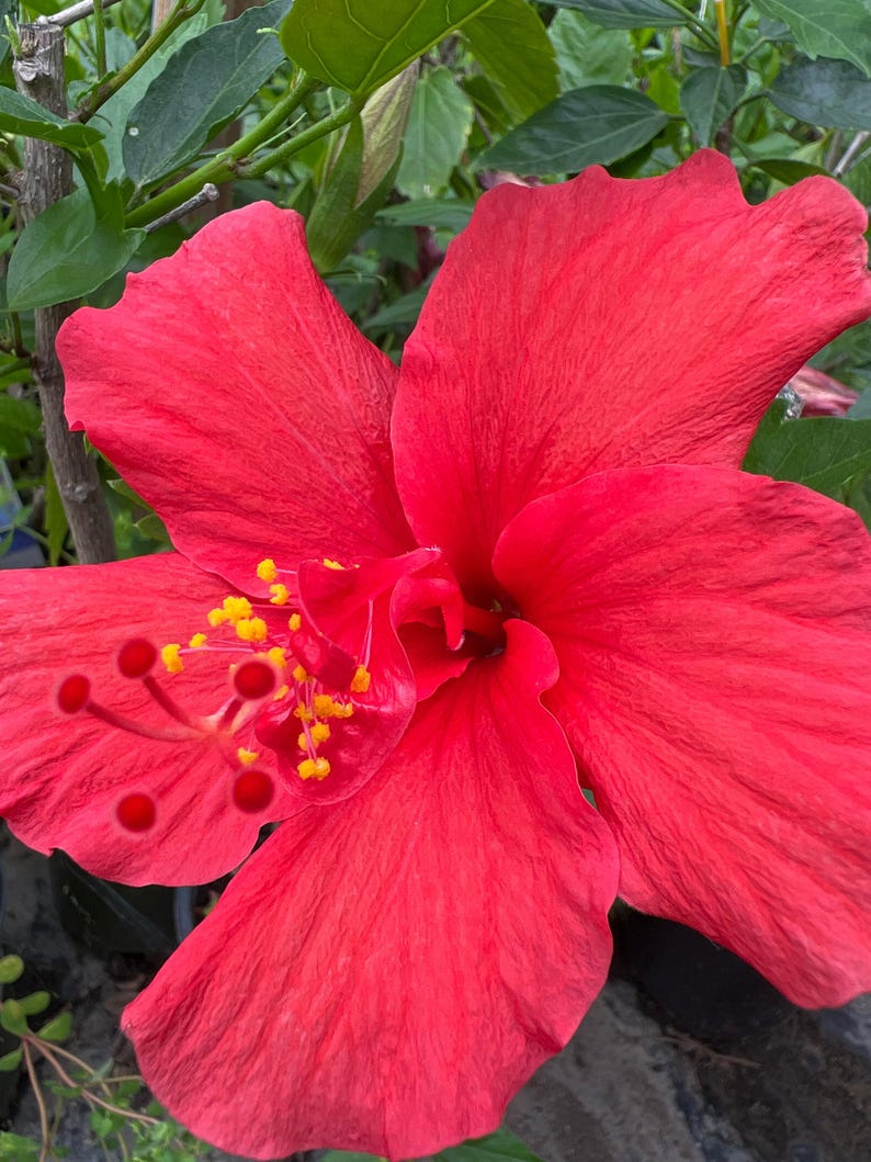 Hibiscus Live Plant 1-2 ft Red in 6" Pot | Hibiscus rosa-sinensis | Flowering Shrub for Garden & Indoor