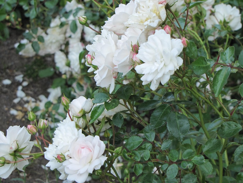 Rosa Seafoam Live Plant in 6-Inch Pot – Low-Growing Deciduous Shrub for Groundcover – Rosa spp.