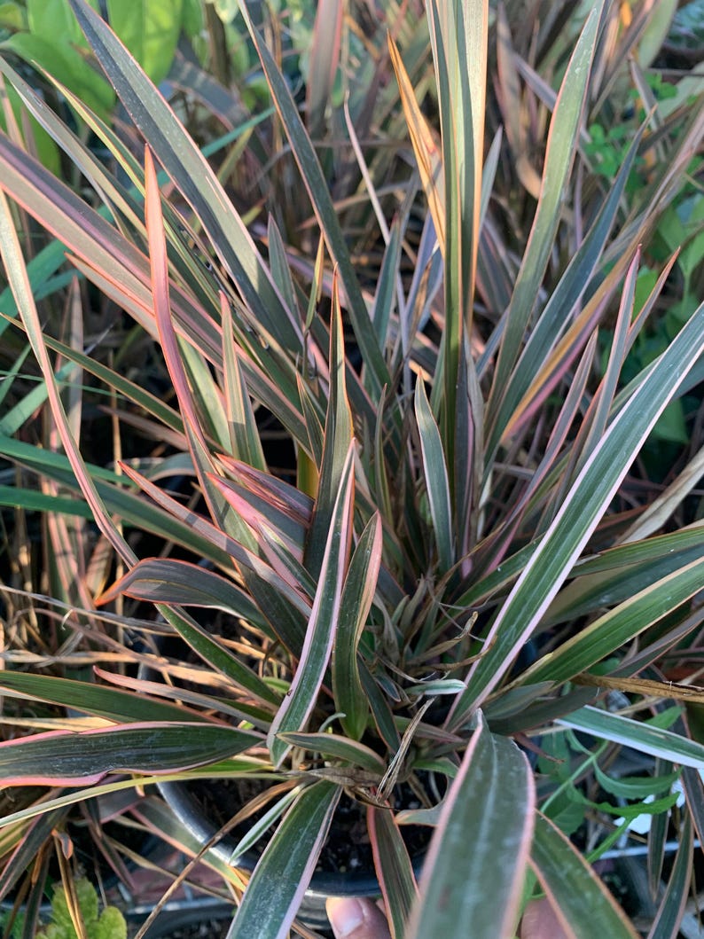 Phormium Rainbow Queen Plant in 6" Pot | New Zealand Flax Ornamental Foliage, Drought-Tolerant, Border, Container, Landscape