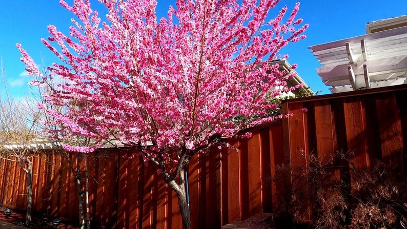 Early Pink Flowering Peach Tree in 6" Pot - Bright Pink Blossoms - Prunus persica var. nucipersica - Live Plant