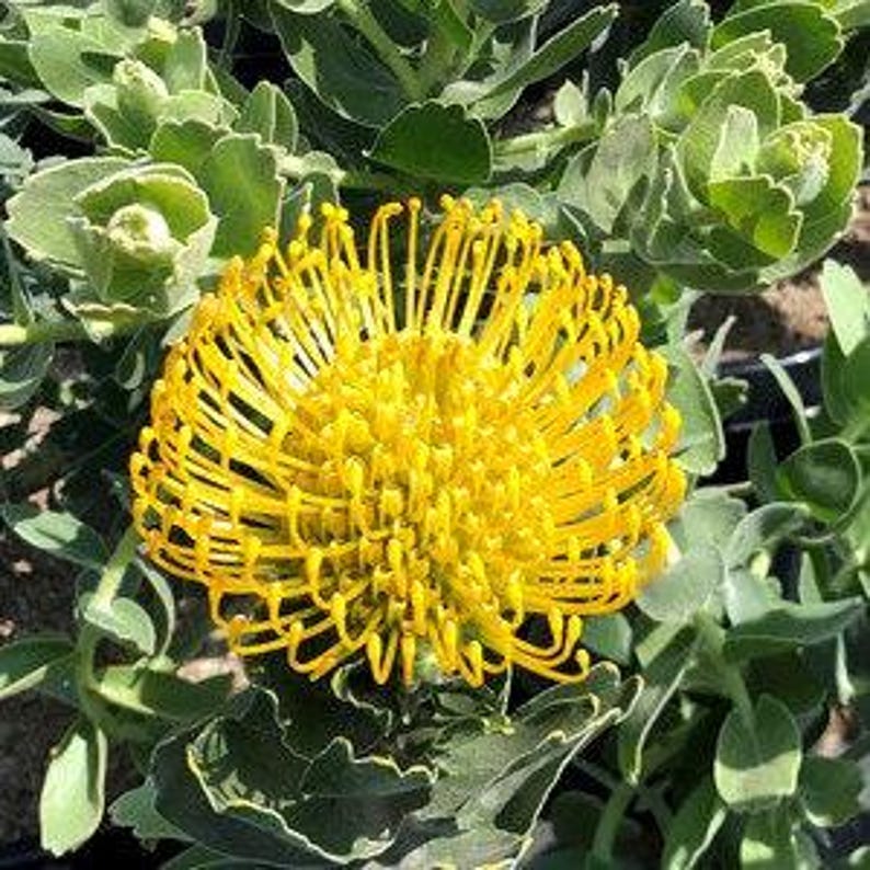 Leucospermum Cordifolium ‘High Gold’ Live Plant - 1ft Tall Yellow Dome Flowers - Drought Tolerant Shrub in 1 Gallon Pot