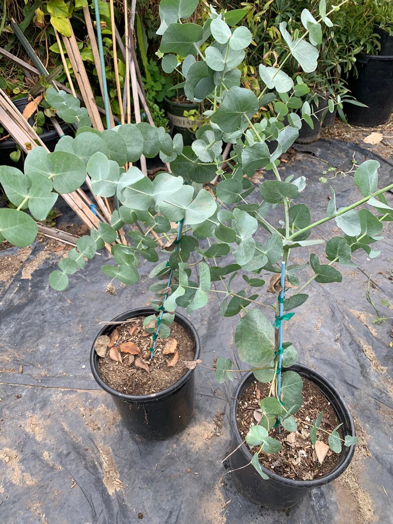 Eucalyptus Cinerea 3-Gallon Pot – Silver Dollar Tree, Drought Tolerant Foliage, Fast Growing, 2-3 Feet Tall