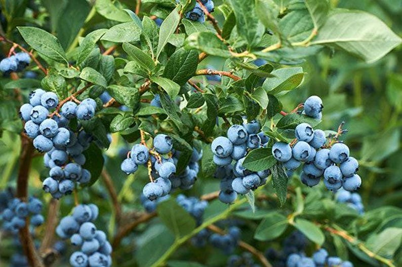 Misty Blueberry Starter Plant in 6-Inch Pot, Vaccinium 'Misty' Blueberry Bush for Home Garden & Container Gardening