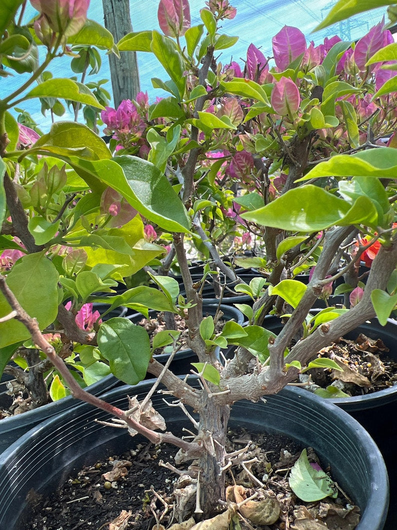 Bougainvillea Bonsai Plant 1-2 ft Pink/Purple Blooms Thick Trunk in 3-Gallon Pot - Bougainvillea glabra