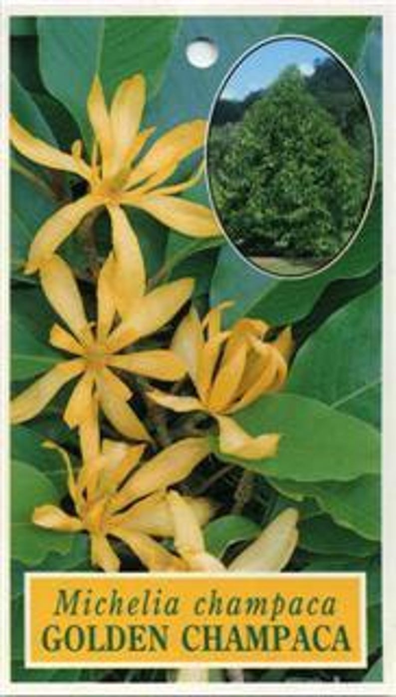 Gold Champaca Plant - 2 Feet Tall in 3-Gallon Pot, Fragrant Yellow Flowers, Michelia champaca, Evergreen Ornamental Tree