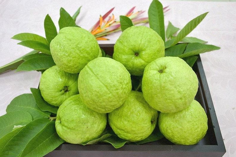 Taiwan Guava Tree - 2 Feet Air-Layered Psidium guajava in 3-Gallon Pot - Sweet & Crunchy Fruit for Garden or Patio