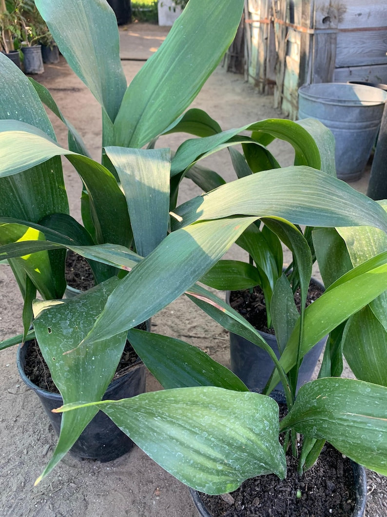 Cast Iron Plant Live Plant in 6" Pot | Aspidistra Elatior, Low-Light Indoor Foliage, 1-2 Feet Tall