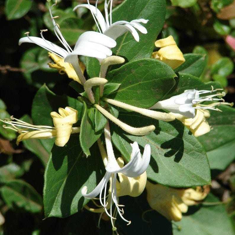 Honeysuckle Vine 6" Pot Lonicera japonica 'Halliana' Fragrant Cream Flowers Ground Cover Erosion Control