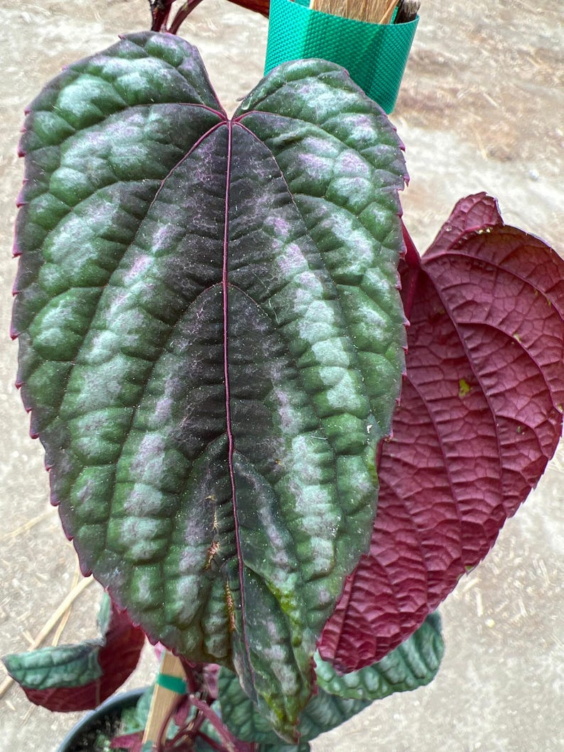 Cissus discolor Live Plant 1-2 ft Climbing Vine with Multicolored Foliage in 6" Pot