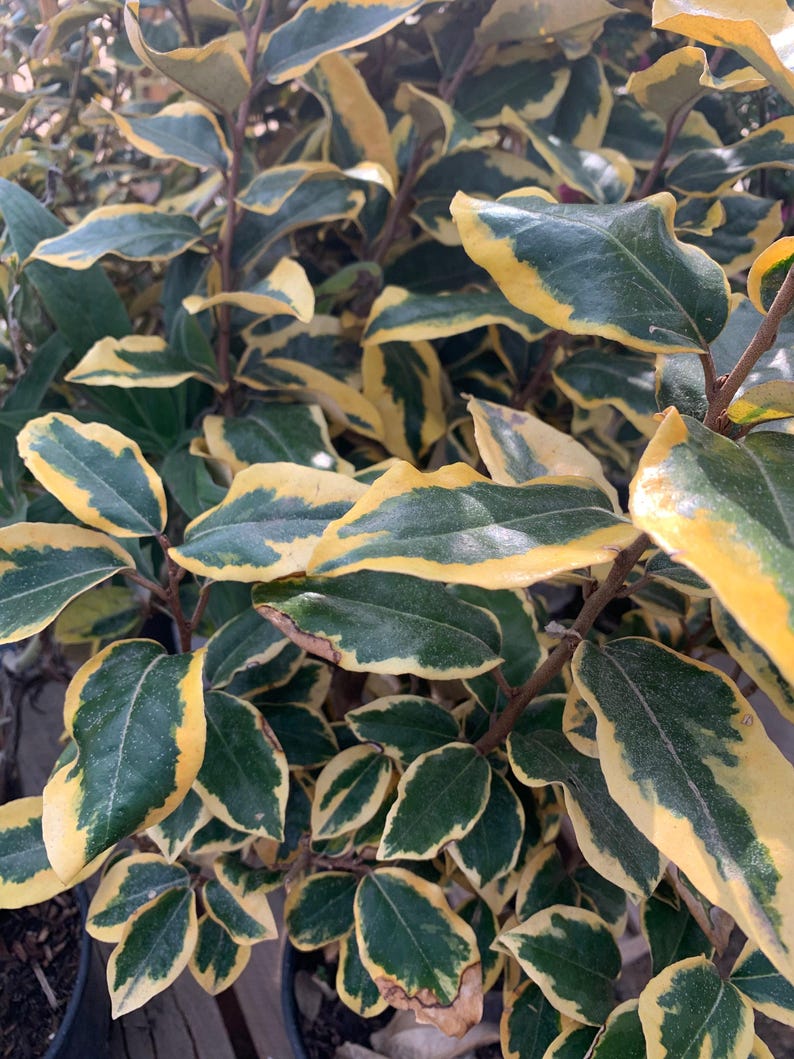 Elaeagnus ‘Gilt Edge’ Live Plant in 6" Pot – Drought-Tolerant Silverberry Shrub with Golden Edged Foliage