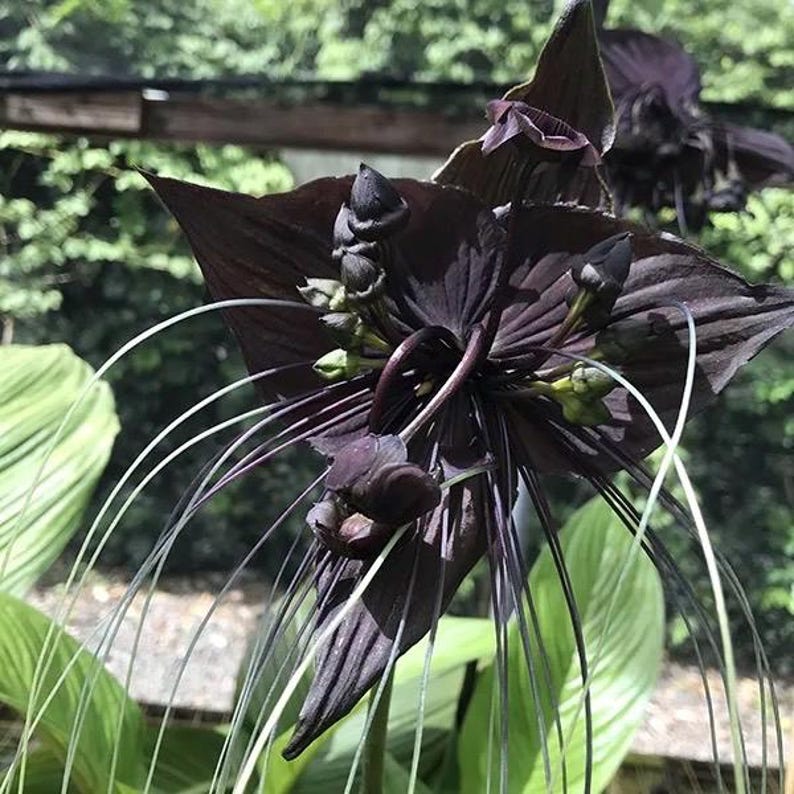 Bat Flower Plant (Tacca chantrieri) in 6" Pot - Exotic Indoor/Outdoor Bloom