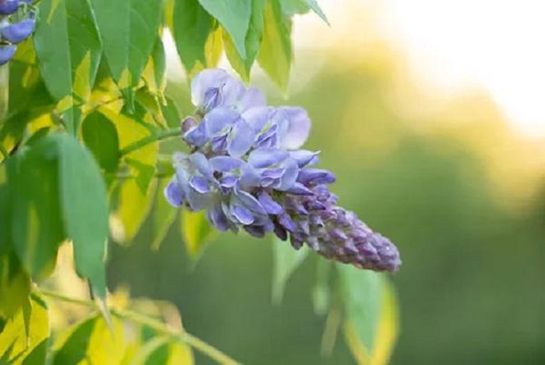 Wisteria Bush Large Stem - Various Colors - Wisteria sinensis & Wisteria floribunda