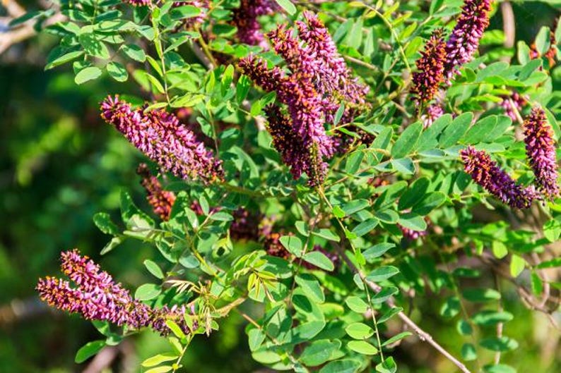 False Indigo Plant - Baptisia australis - 3 ft Tall Perennial Flowering Plant