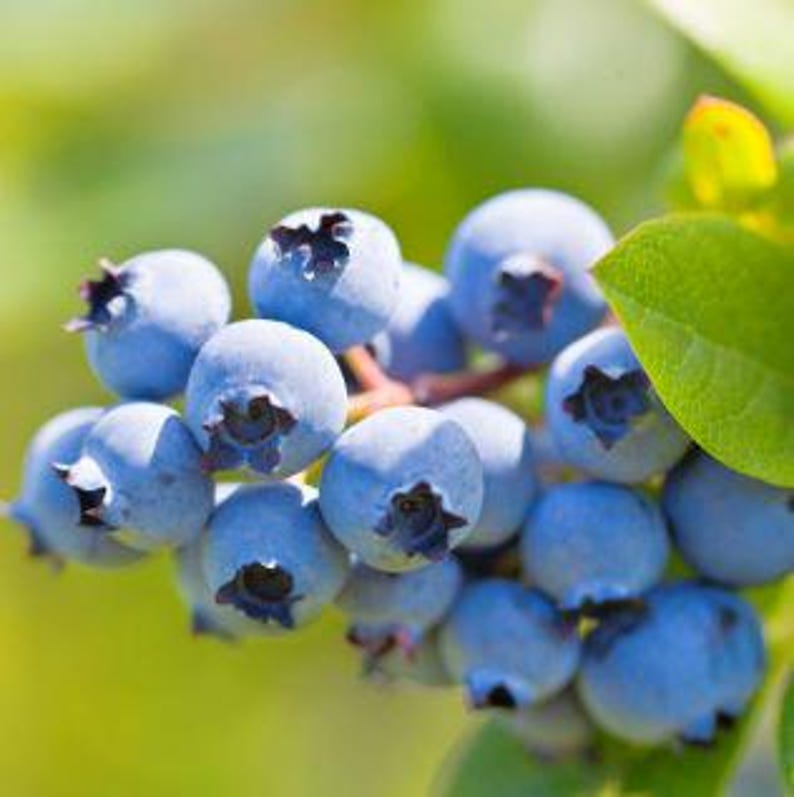 Blueberry Plant in Half Gallon Pot, Cold Hardy Vaccinium corymbosum, Easy to Grow, Bushy, Full Sun to Partial Shade