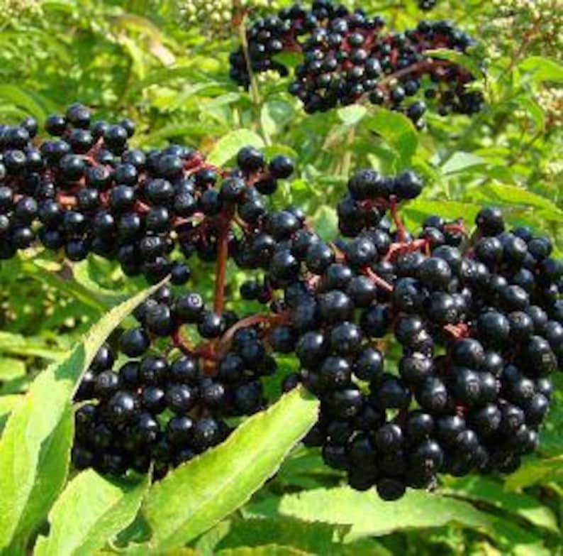 Organic Elderberry Cuttings - 5 Fresh Sambucus nigra Propagation Planting Material