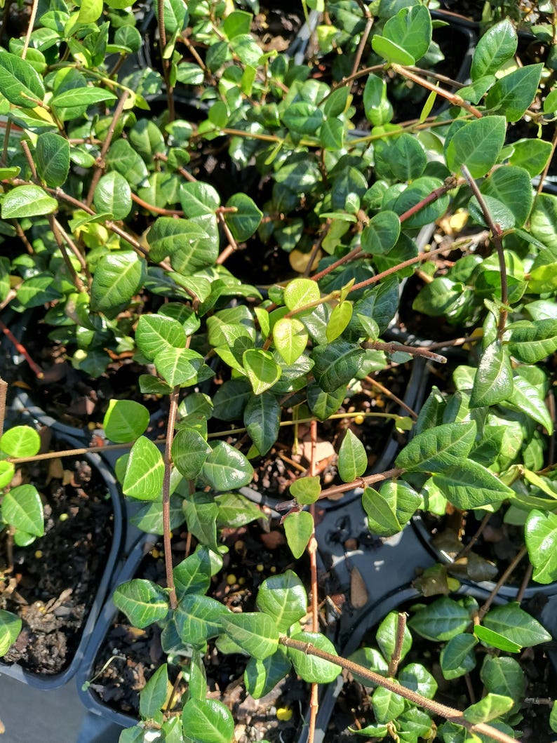 Asian Jasmine Ground Cover Plant - 4 Inch Pot, Trachelospermum asiaticum, Vigorous, Low Maintenance, Pest & Disease Resistant
