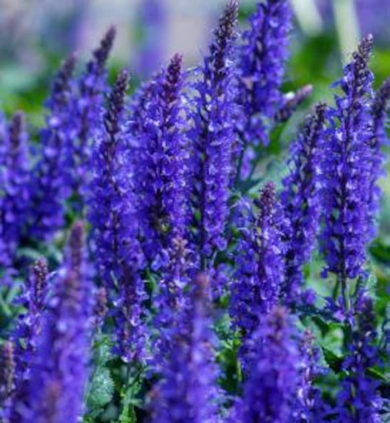 Salvia nemorosa Bumbleberry Live Plant in 4-Inch Pot, Blue Flowers, Fragrant, Attracts Hummingbirds & Butterflies