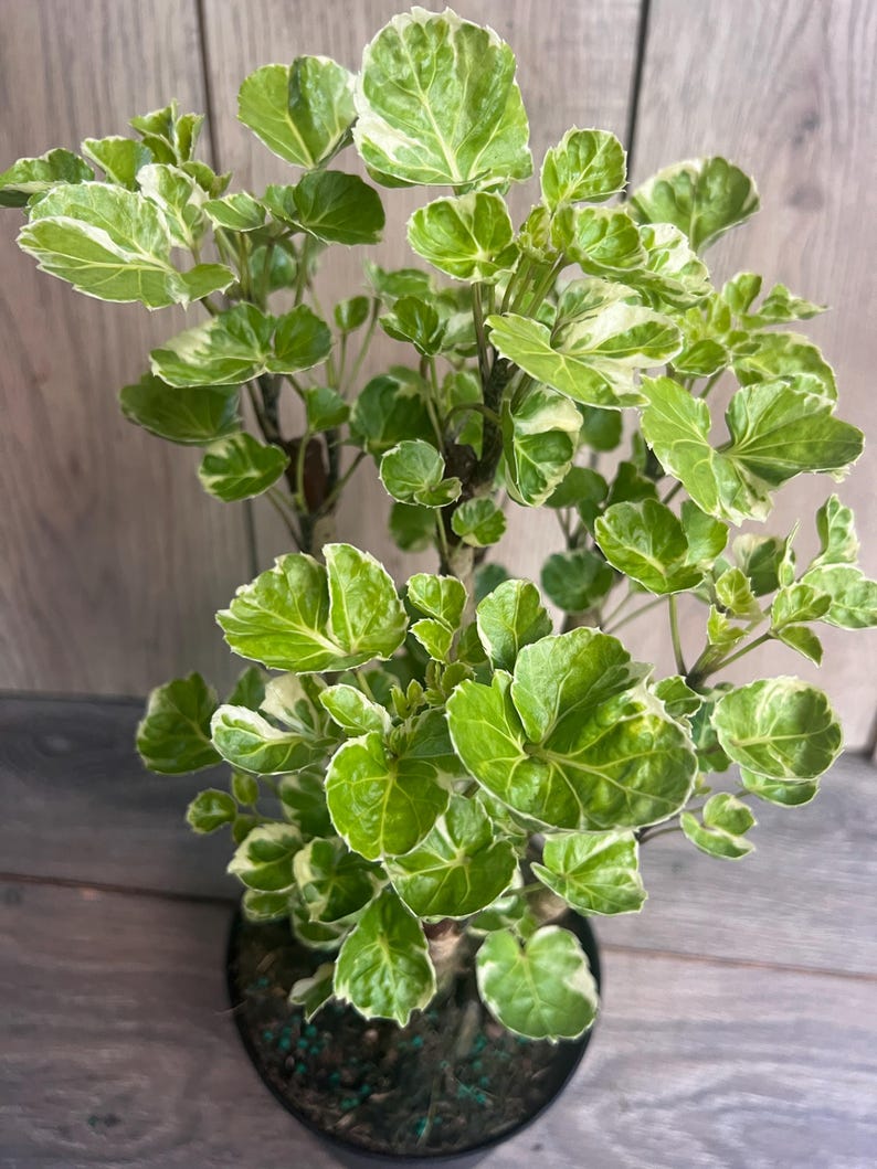 Variegated Aralia Balfour in 6" Pot - Polyscias scutellaria ‘Balfourii’ Tropical Bonsai Houseplant