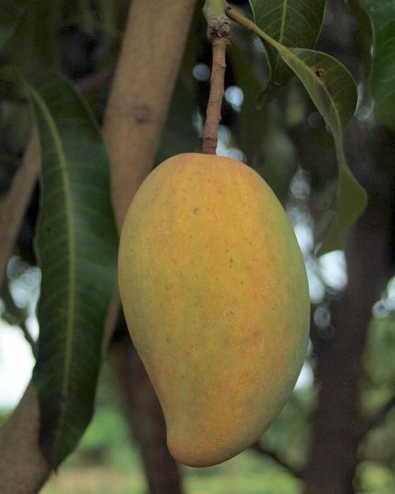 Grafted Manila Mango Plant in 1/2 Gallon Pot, Ataulfo Mango, Mangifera indica, Tropical Fruit Tree, Compact, Sweet, Container-Friendly