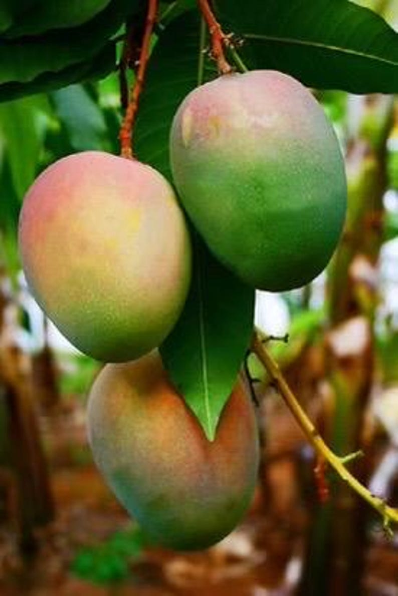 Grafted Jakarta Mango Tree in 1/2 Gallon Pot - Mangifera indica - Tropical Fruit Plant