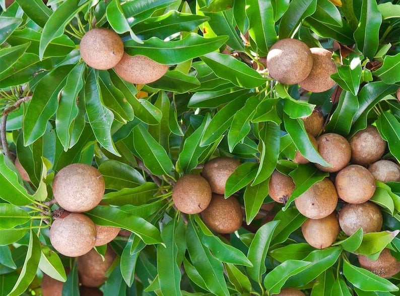 Sapodilla Tree 3 Gallon Alano Brown Sugar Grafted Variety - Sweet Fruit for Fresh Eating