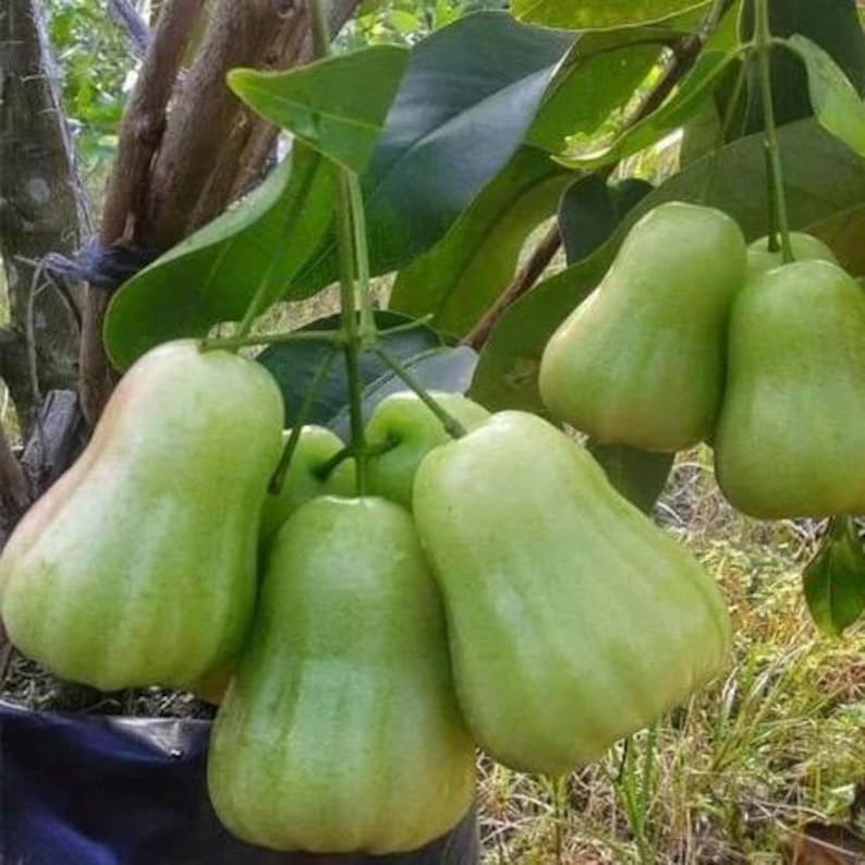 Green Wax Apple Tree 3 Gallon Air Layered Syzygium samarangense Tropical Rose Apple Jambu