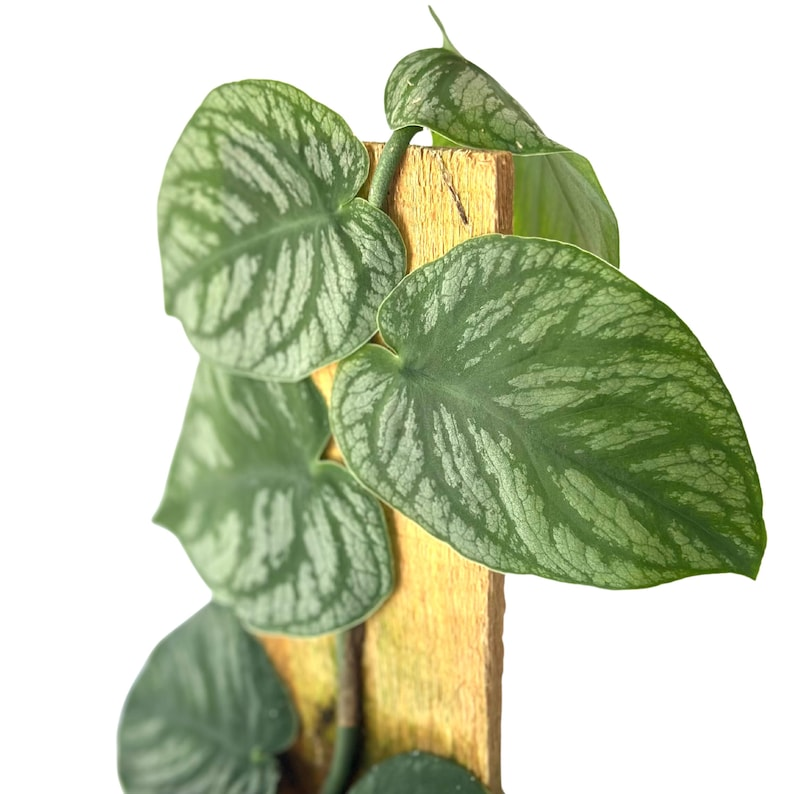 Monstera Dubia Live Plant β Shingle Climbing Houseplant with Silver Variegation, Tropical Indoor Plant, Starter Plant, Gift