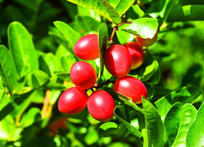 Miracle Fruit Tree Synsepalum dulcificum - 3 Gallon Pot - Taste-Altering Berries