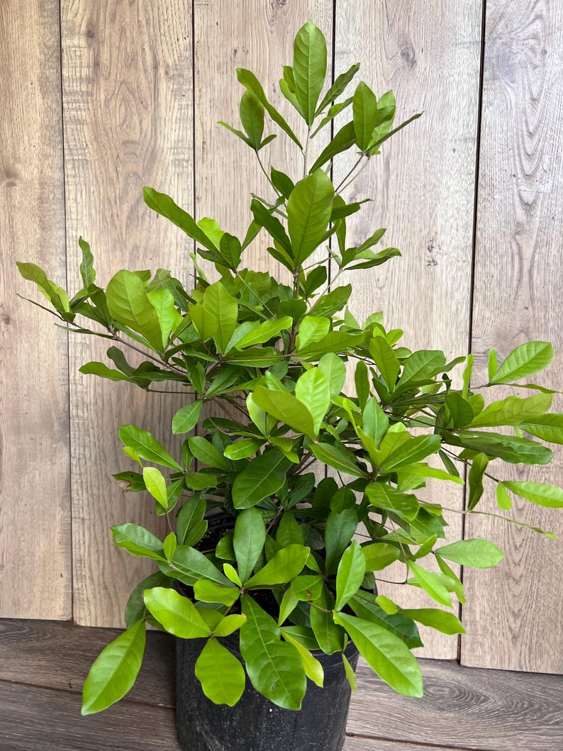 Miracle Fruit Tree 6" Pot Synsepalum dulcificum - Taste Altering Berry Plant