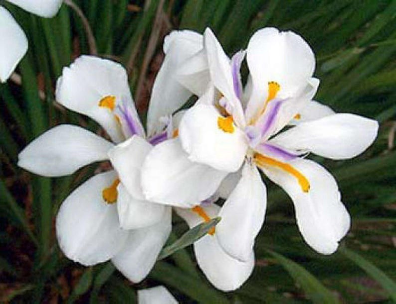 White African Iris 6" Pot - Dietes Iridioides Perennial with Elegant White Flowers