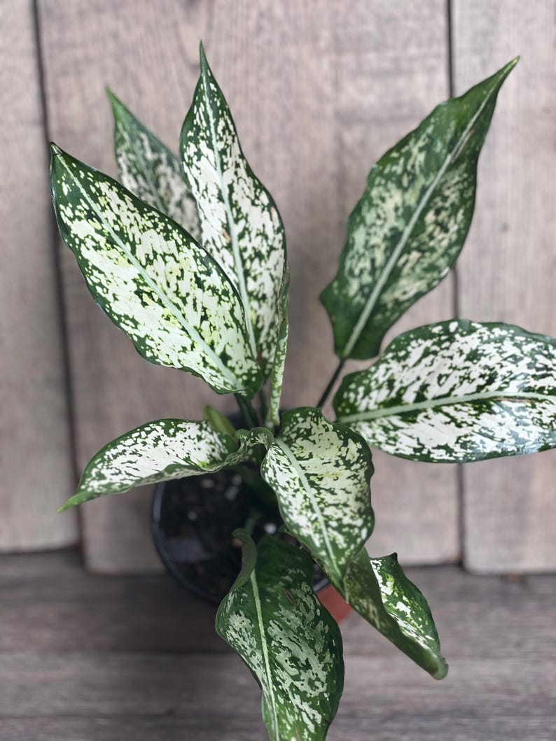First Diamond Aglaonema Plant 4" Pot White Green Indoor Houseplant Aglaonema commutatum