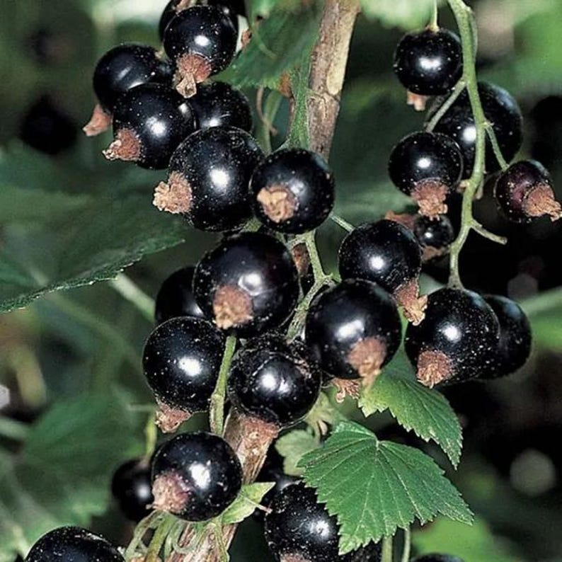 Currant Berry Plant - Red & Black Varieties - 3 ft Tall - Ribes spp.