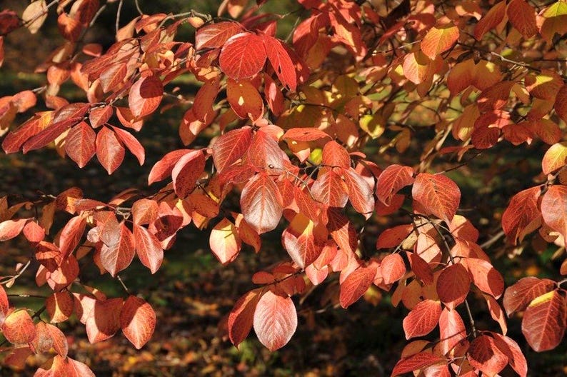 Southern Black Haw Viburnum Plant in Quart Pot | Viburnum rufidulum Native Shrub for USDA Zones 4-7