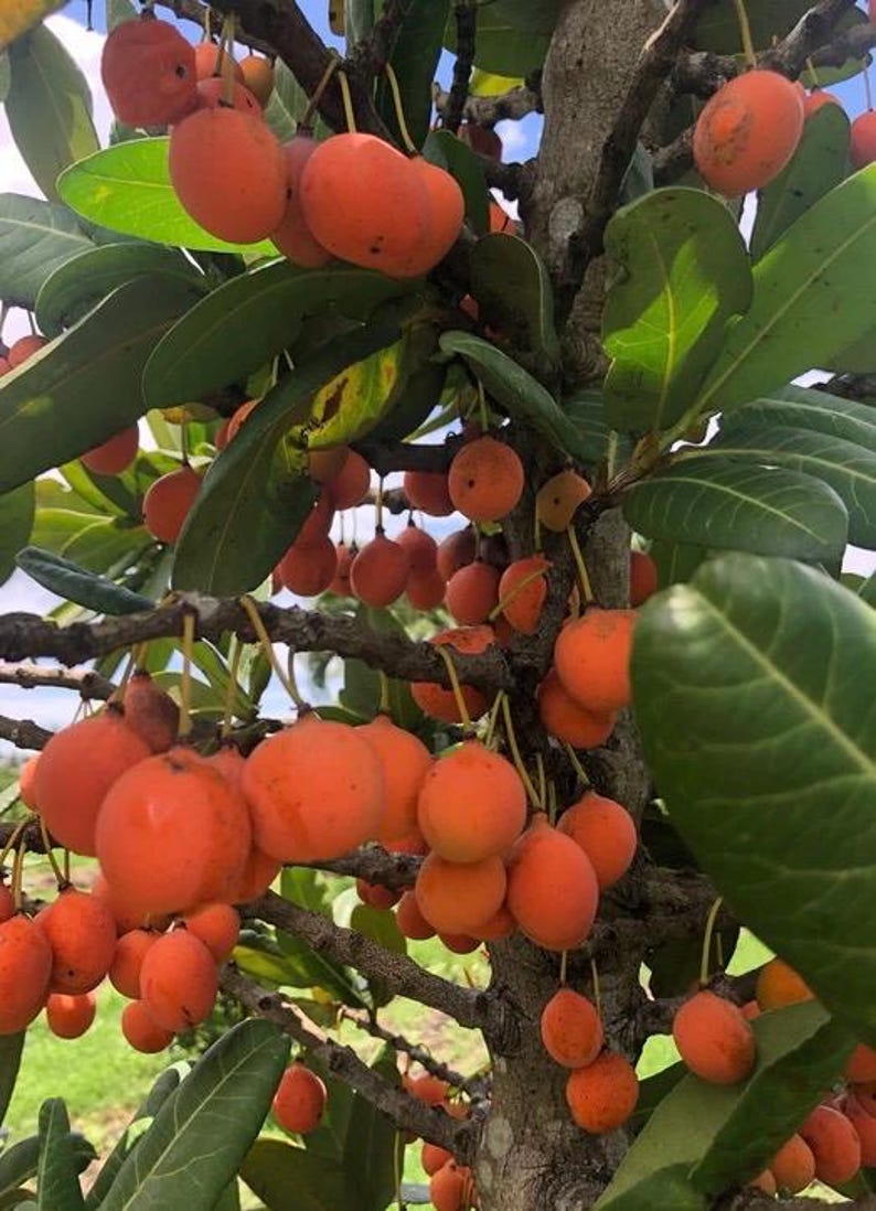 Imbe Tree 6" Pot - African Mangosteen Garcinia Livingstonei Tropical Fruit Plant